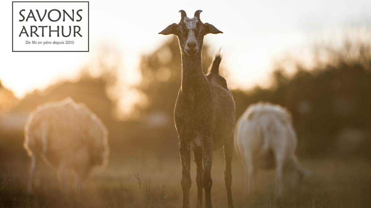 C'est quoi un "bon" savon au lait de chèvre ?