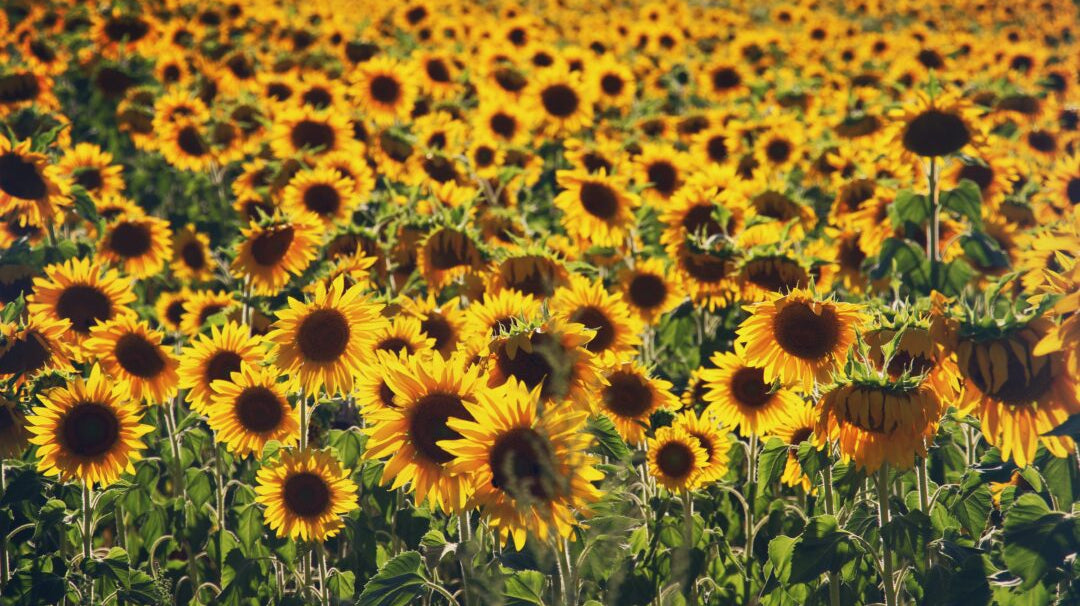 Huile de tournesol bio et locale