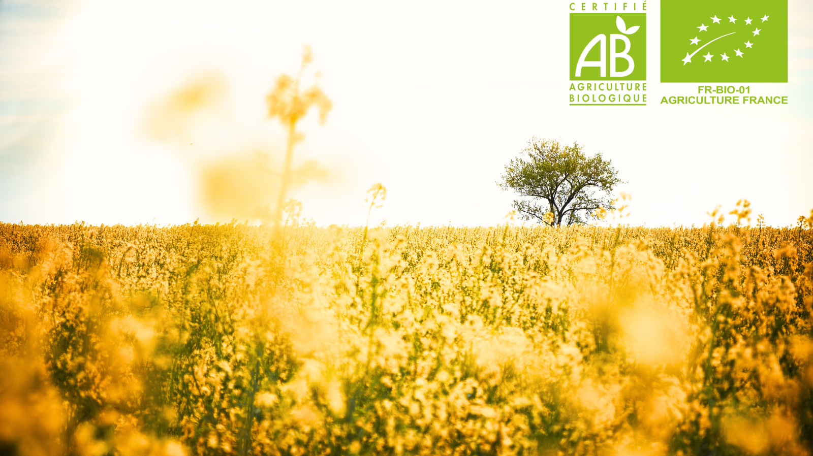 Tous les secrets de l’huile de Cameline