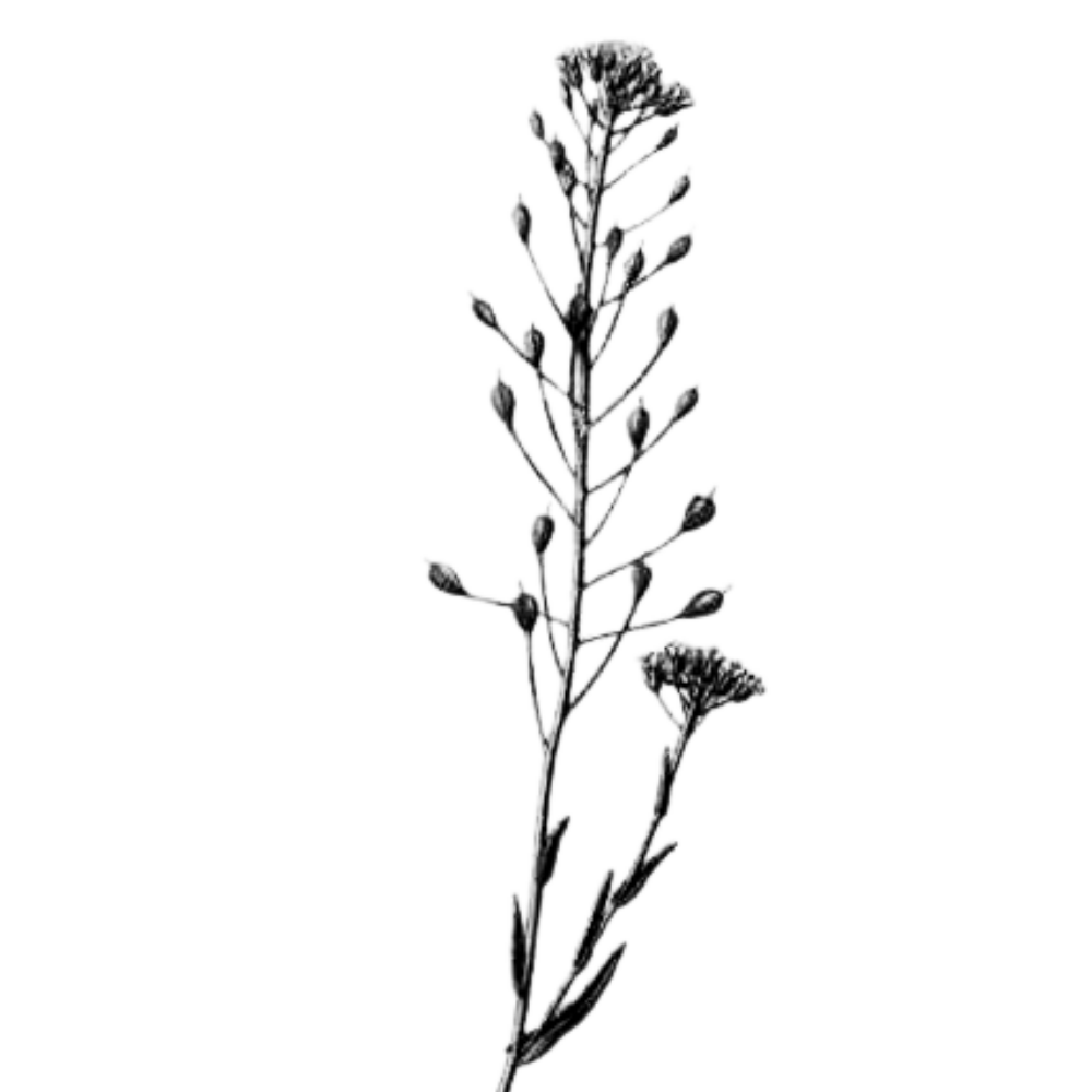 Dessin de fleur de cameline locale et bio