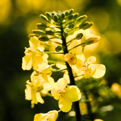 Fleur de colza bio local, France