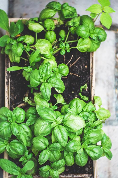 basilic BIO matière première végétale