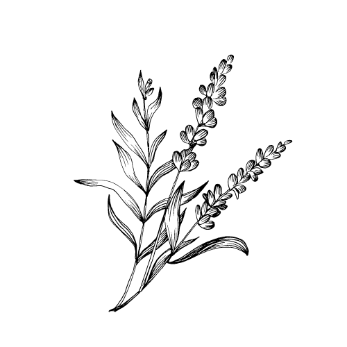 Fleur de lavande biologique