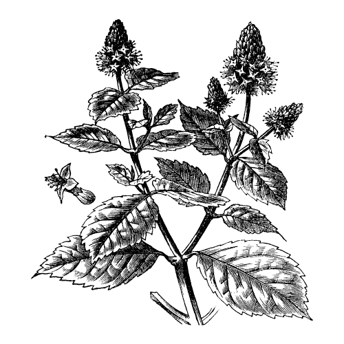Patchouli bio fleur