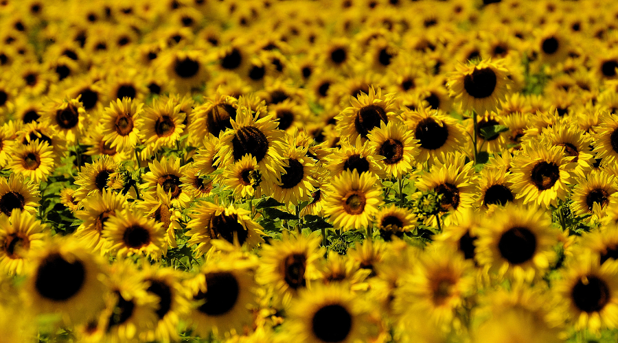 champs de tournesol bio France