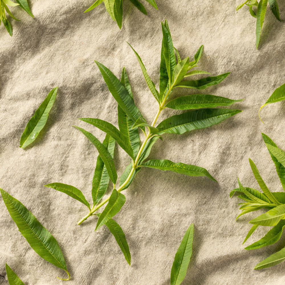 Verveine Savons Arthur. Bio