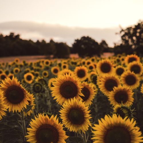 Champs de tournesol France, loiret 45