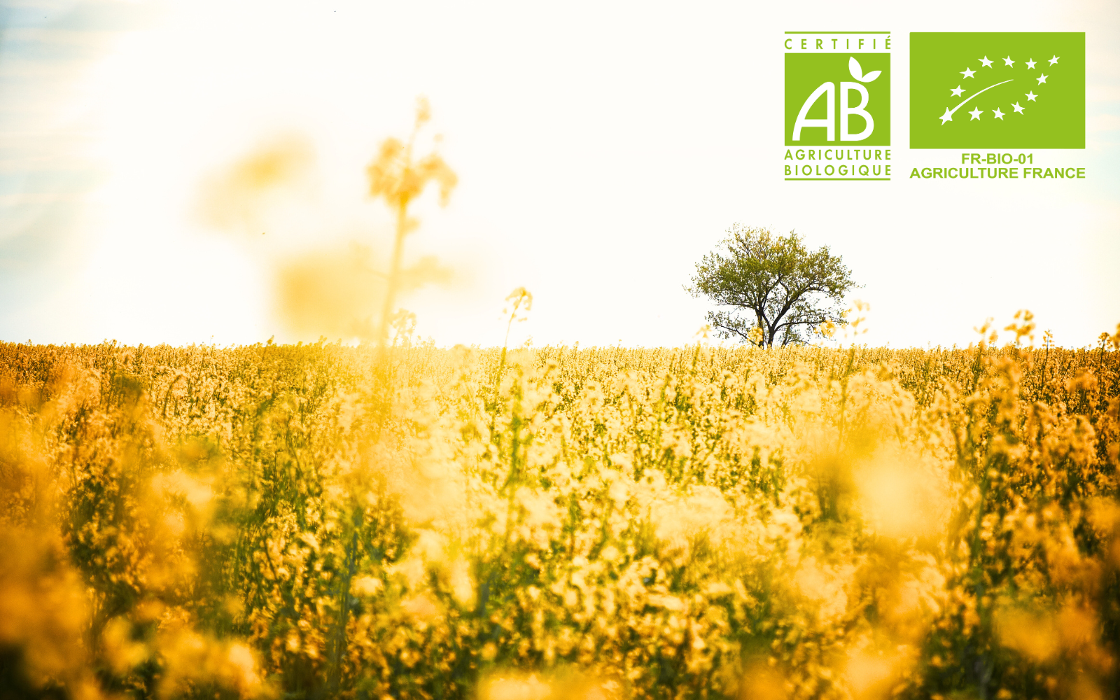 Tous les secrets de l’huile de Cameline