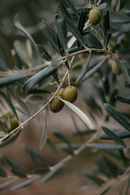 Savons biologiques à l'huile d'olive 